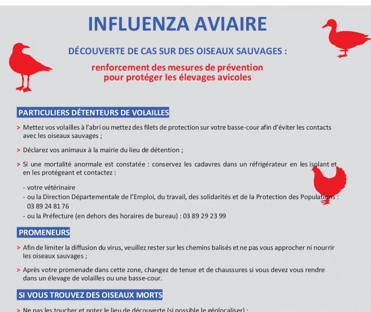 Cas d'influenza aviaire dans la faune sauvage