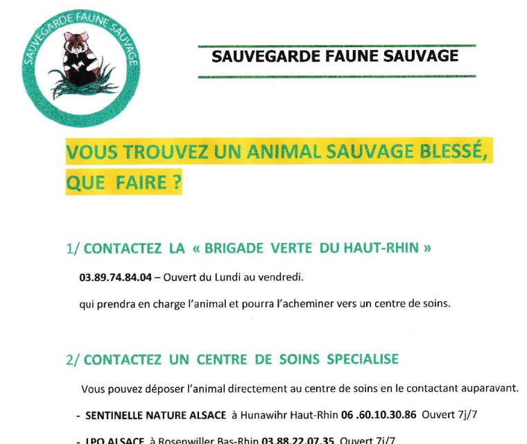 Vous trouvez un animal sauvage blessé, que faire ?